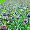 Artichokes 5313977 1280
