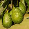bienfaits des avocats