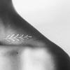 Clavicule