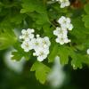 Aubepine fleurs