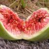 Figues