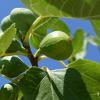 type de figues