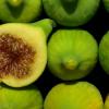 Figs