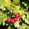 Fruit de l'aubepine