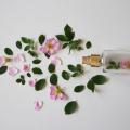 Scent of roses 3397281 640