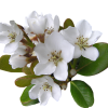 Fleur de l'aubepine