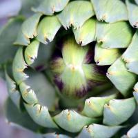 Artichoke 2436819 1280