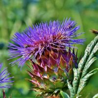 Artichoke 3849263 1280