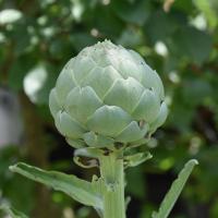 Artichoke 4259484 1280