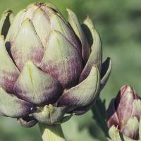 Artichokes 3594246 1280