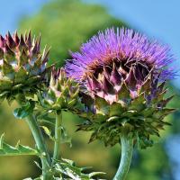 Artichokes 3744283 1280