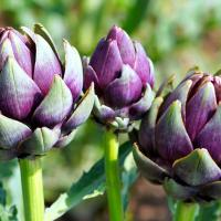 Artichokes 6596182 1280