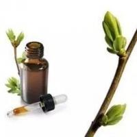 Bourgeons gemmotherapie