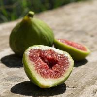 Figs