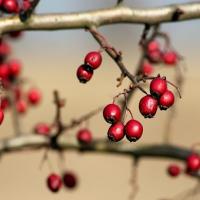 Aubepine - rosier sauvage