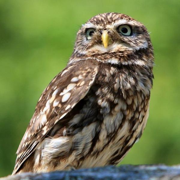 Hibou