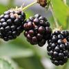 Mures blackberries 1539540 340